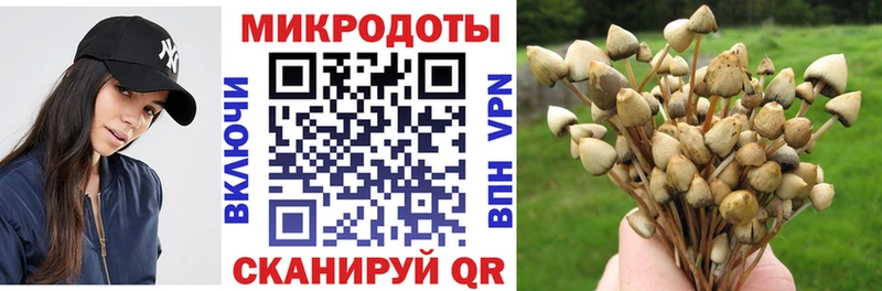 Псилоцибиновые грибы Psilocybe  как найти   Ярославль 